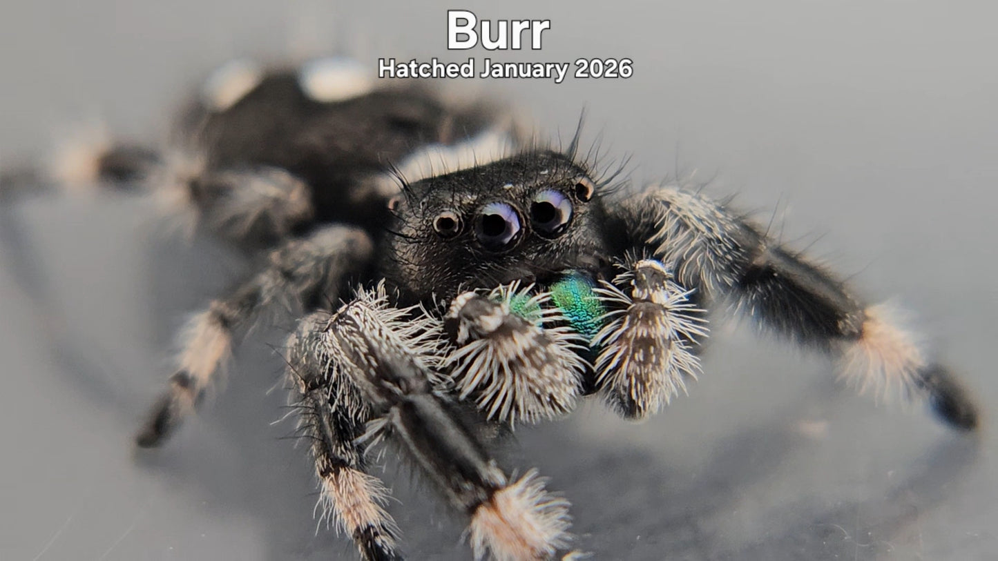 "Burr" Male Regal Jumping Spider (Phidippus regius) - Hatched January 2026