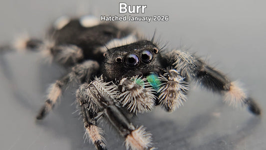 "Burr" Male Regal Jumping Spider (Phidippus regius) - Hatched January 2026