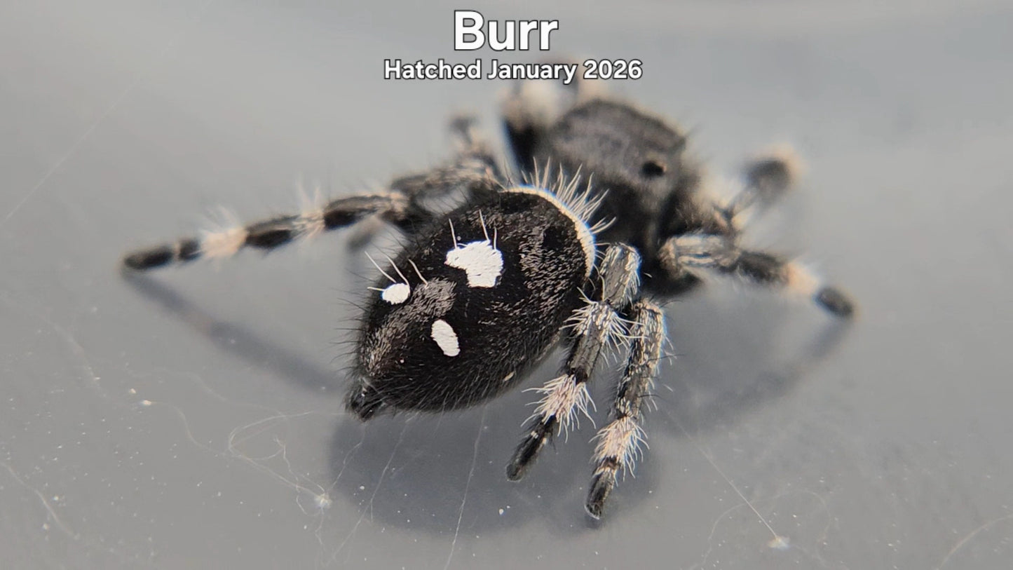 "Burr" Male Regal Jumping Spider (Phidippus regius) - Hatched January 2026