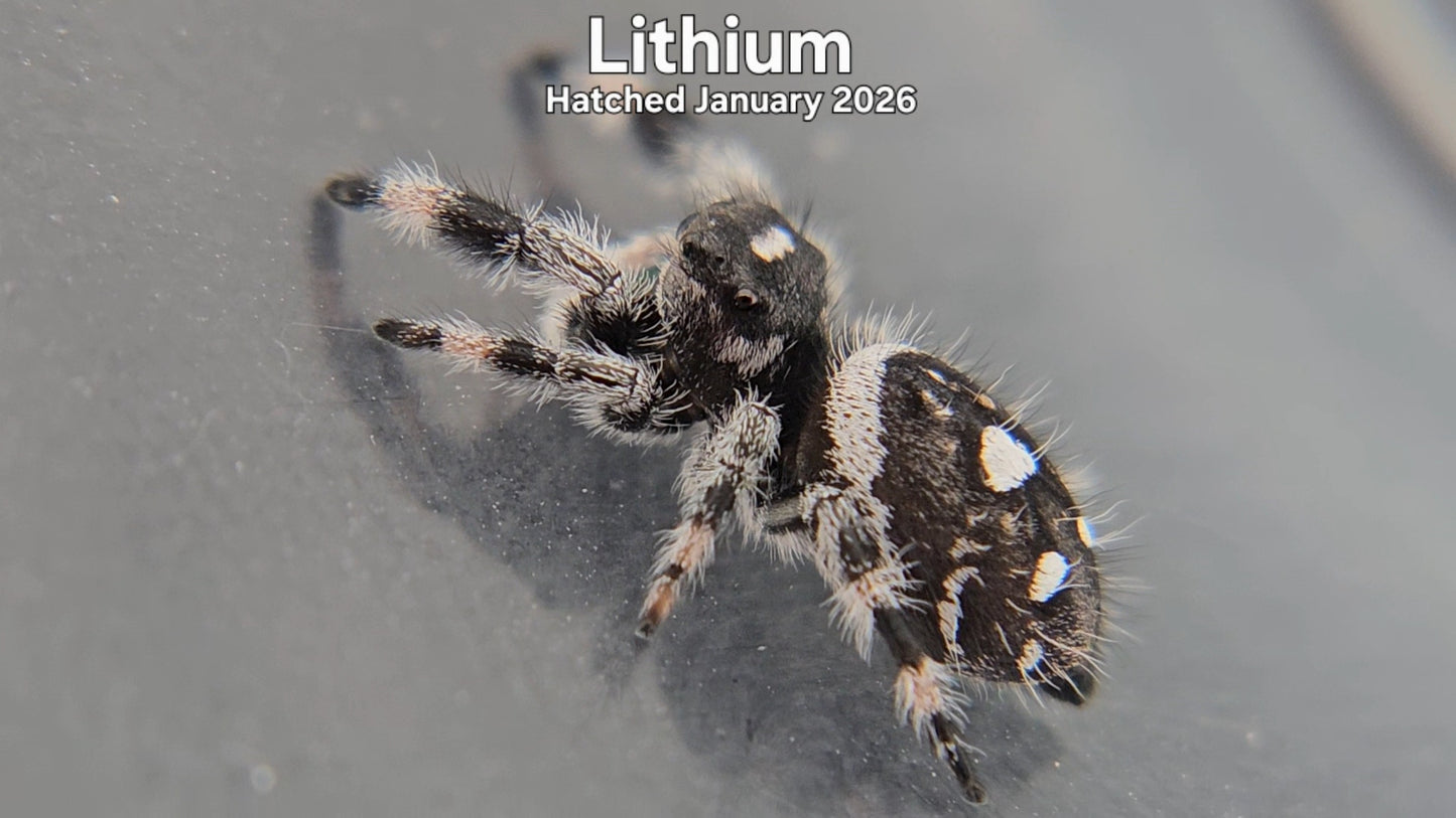 "Lithium" Male Regal Jumping Spider (Phidippus regius) - Hatched January 2026