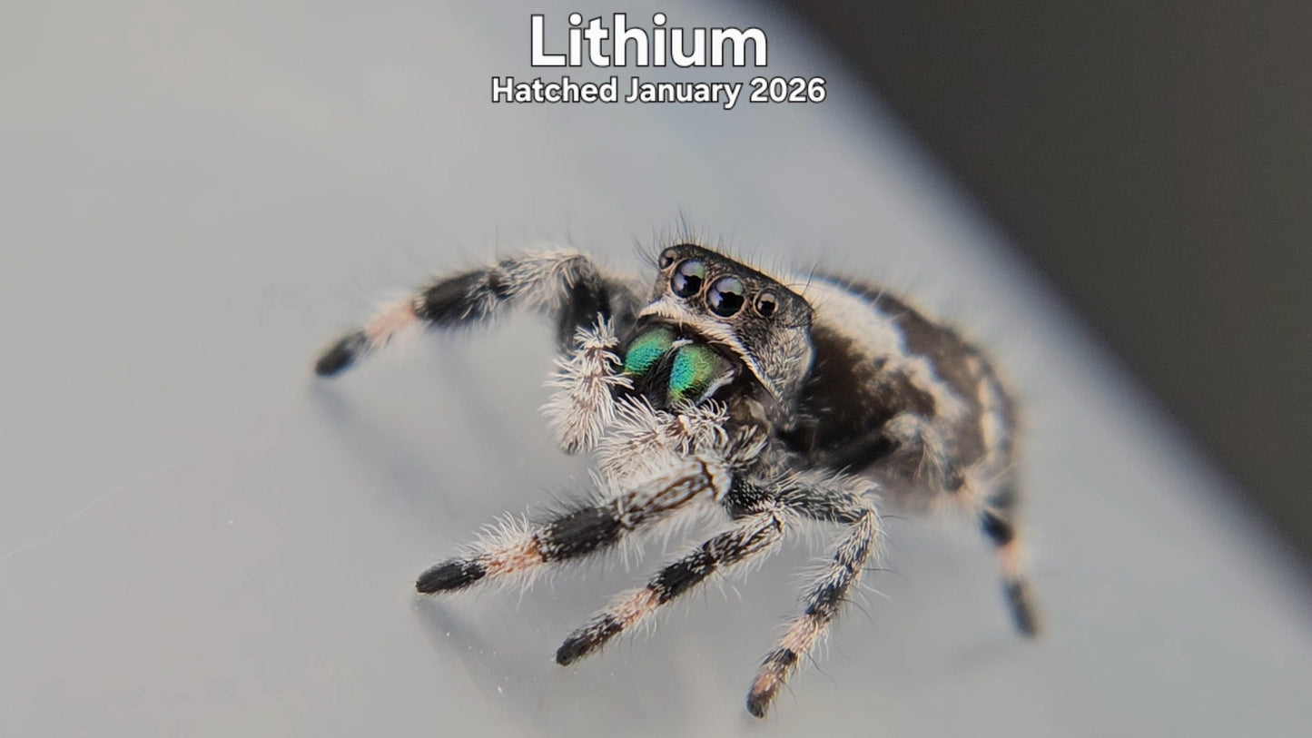 "Lithium" Male Regal Jumping Spider (Phidippus regius) - Hatched January 2026