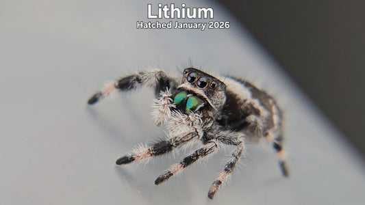 "Lithium" Male Regal Jumping Spider (Phidippus regius) - Hatched January 2026