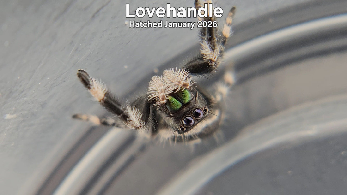 "Lovehandle" Male Regal Jumping Spider (Phidippus regius) - Hatched January 2026