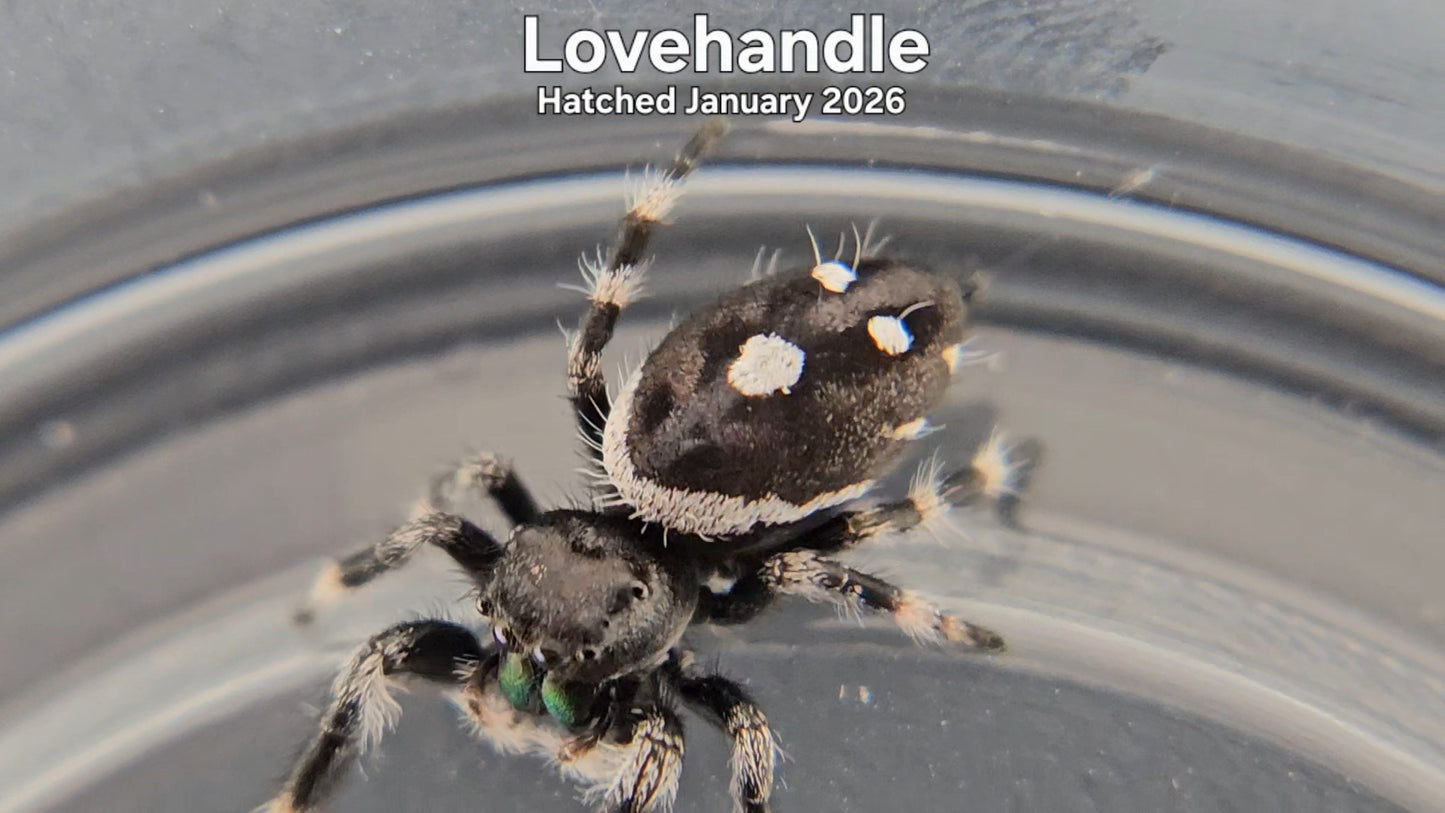"Lovehandle" Male Regal Jumping Spider (Phidippus regius) - Hatched January 2026