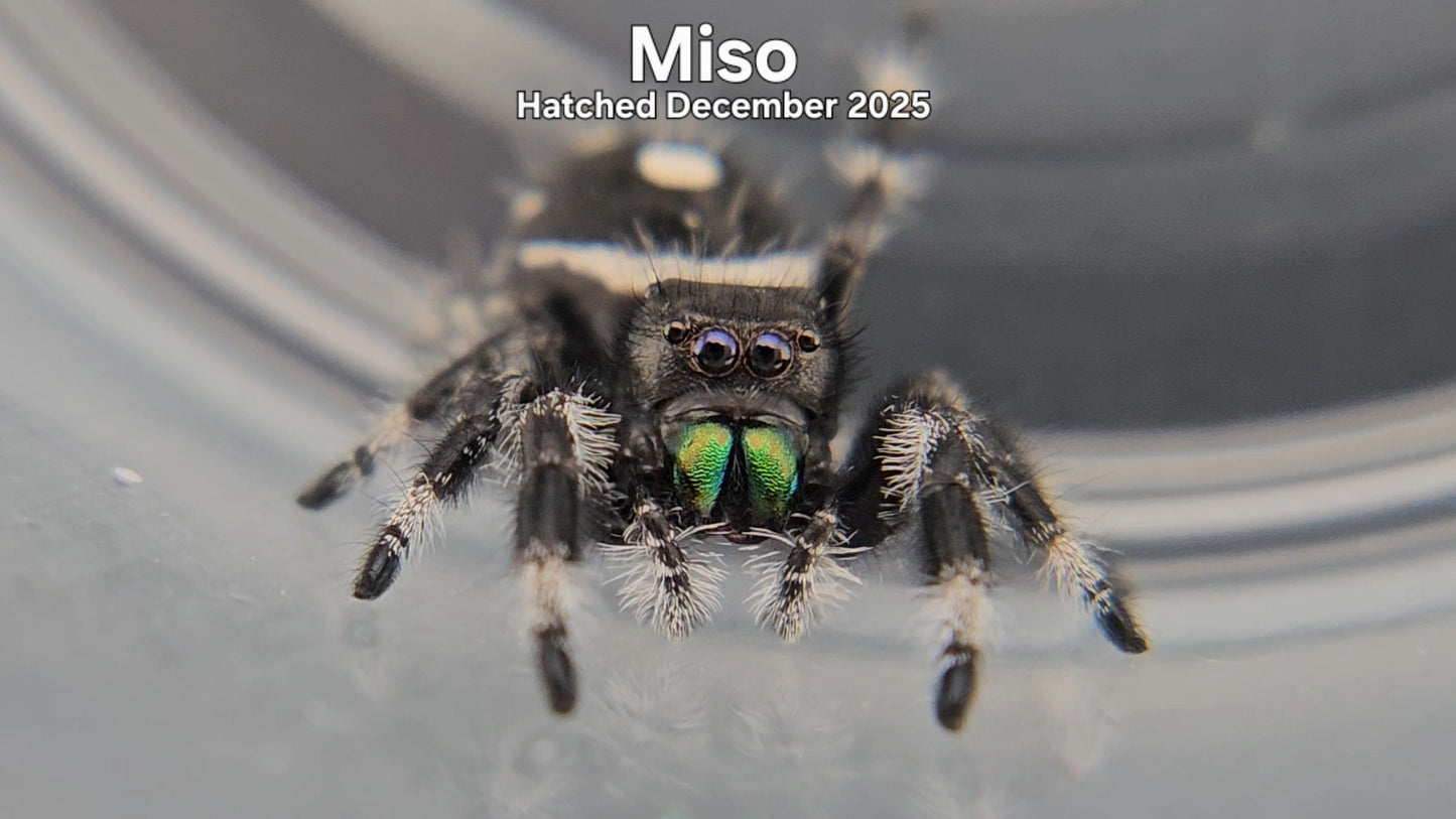 "Miso" Male Regal Jumping Spider (Phidippus regius) - Hatched December 2025