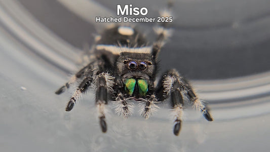"Miso" Male Regal Jumping Spider (Phidippus regius) - Hatched December 2025