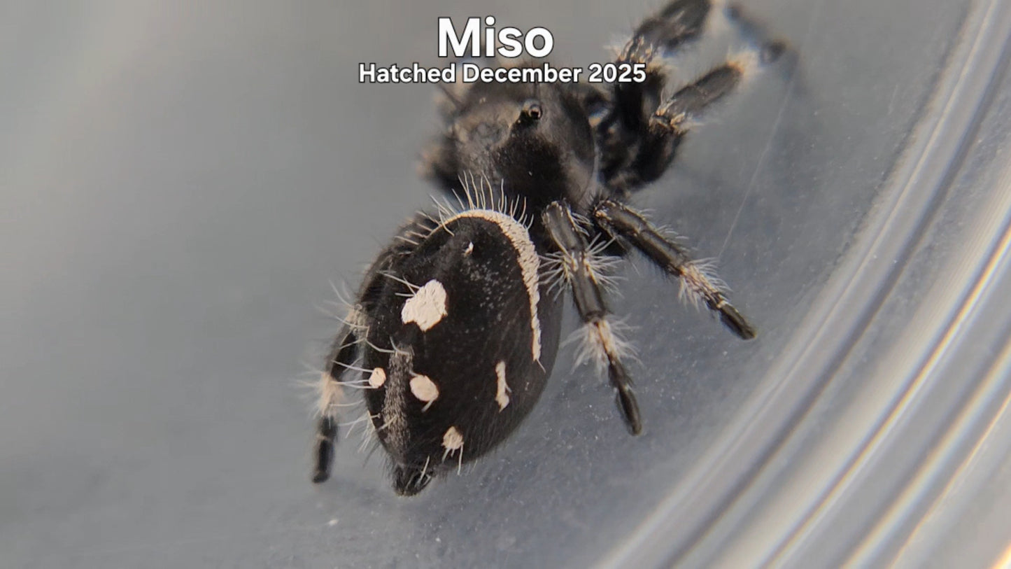 "Miso" Male Regal Jumping Spider (Phidippus regius) - Hatched December 2025