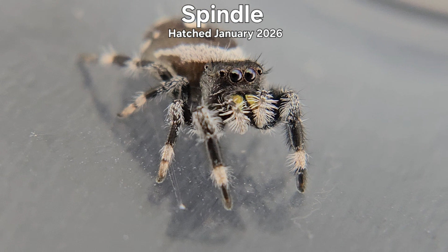 "Spindle" Male Regal Jumping Spider (Phidippus regius) - Hatched January 2026