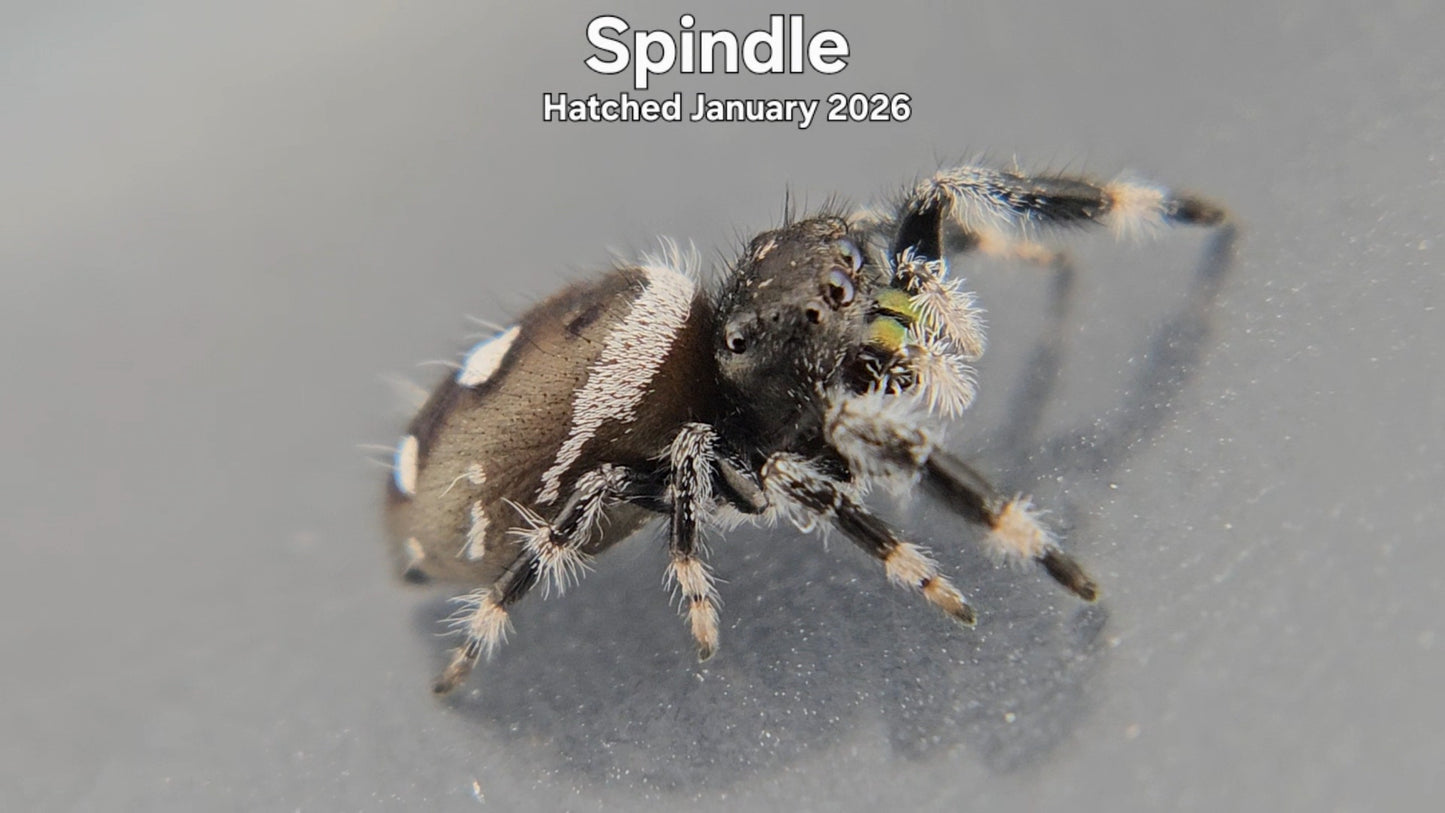 "Spindle" Male Regal Jumping Spider (Phidippus regius) - Hatched January 2026