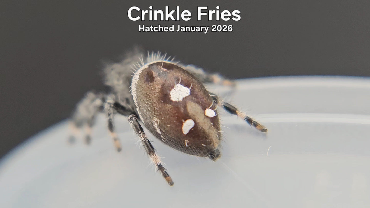 "Crinkle Fries" Male Regal Jumping Spider (Phidippus regius) - Hatched January 2026