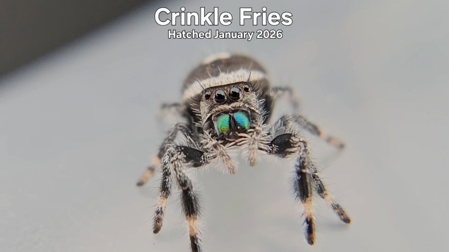 "Crinkle Fries" Male Regal Jumping Spider (Phidippus regius) - Hatched January 2026