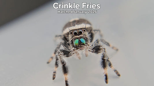 "Crinkle Fries" Male Regal Jumping Spider (Phidippus regius) - Hatched January 2026