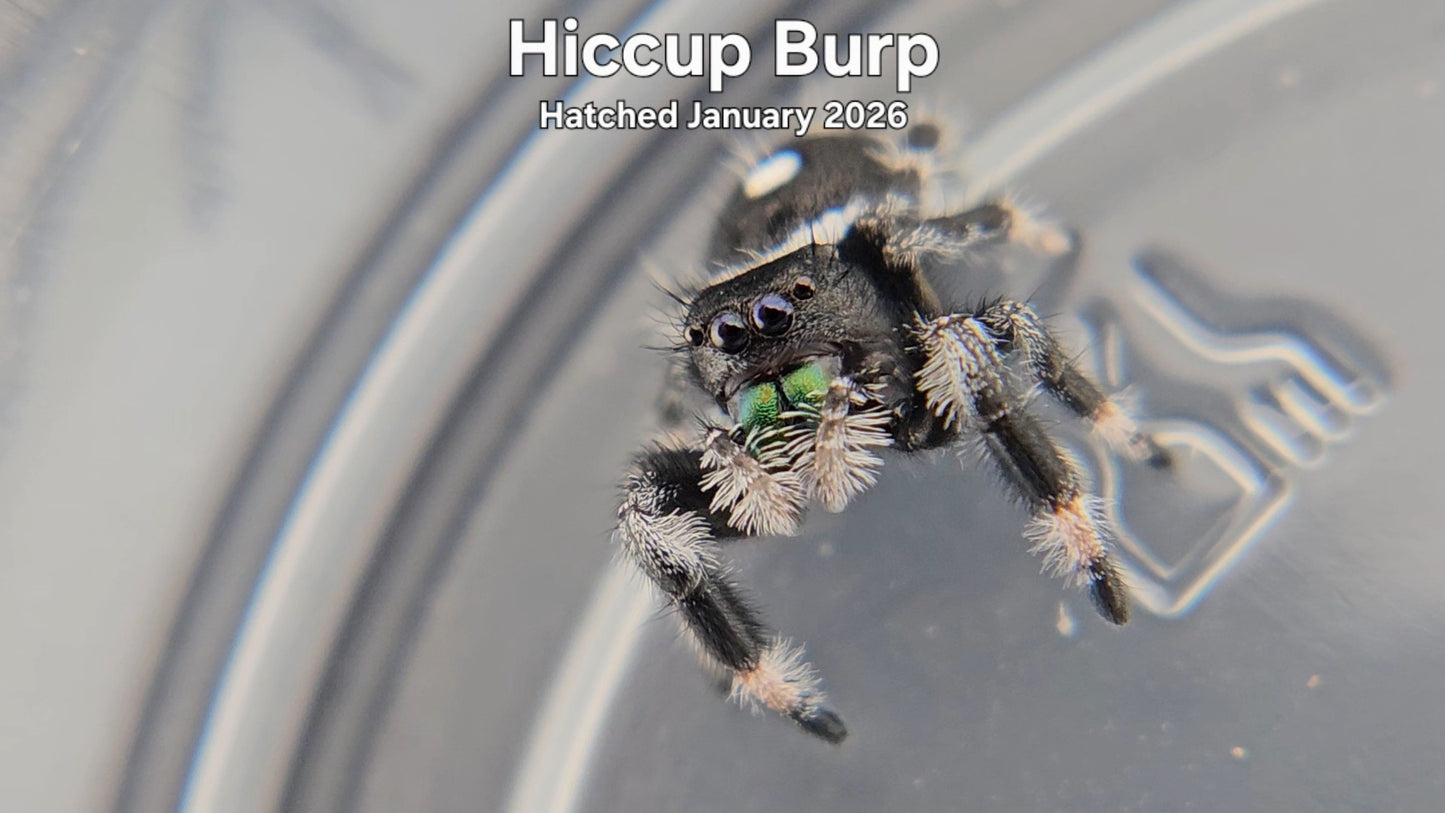 "Hiccup Burp" Male Regal Jumping Spider (Phidippus regius) - Hatched January 2026