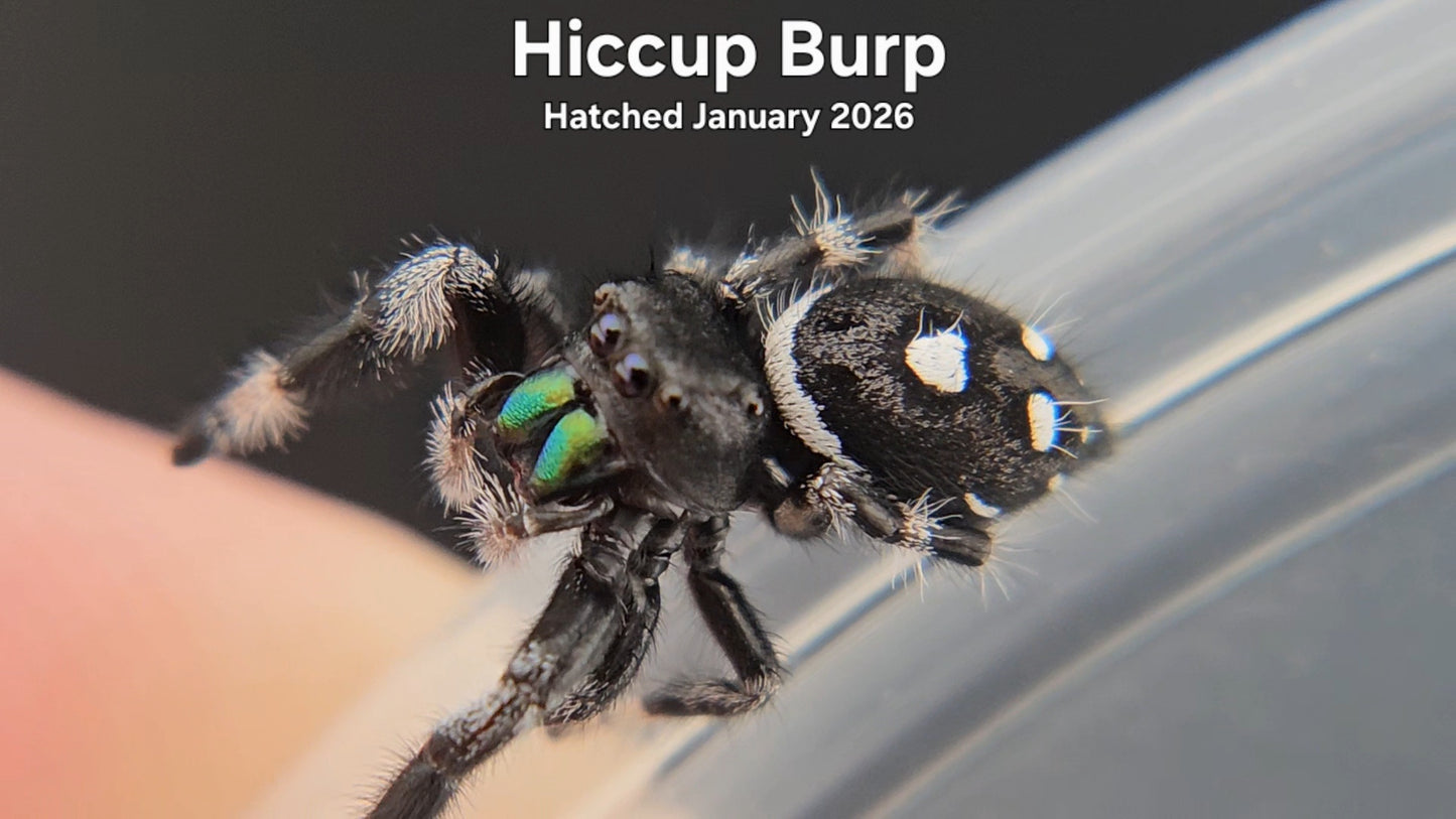 "Hiccup Burp" Male Regal Jumping Spider (Phidippus regius) - Hatched January 2026
