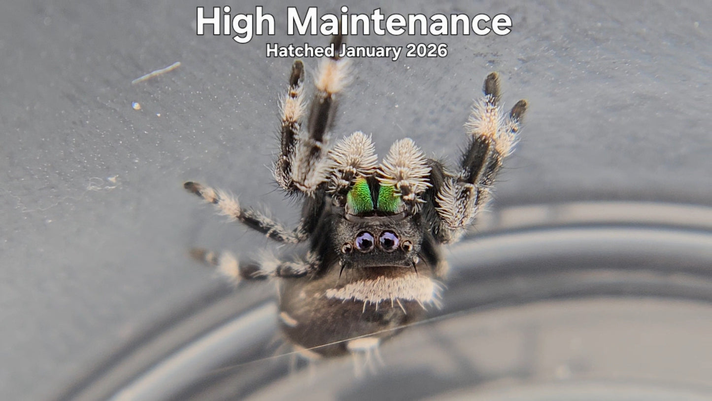 "High Maintenance" Male Regal Jumping Spider (Phidippus regius) - Hatched January 2026
