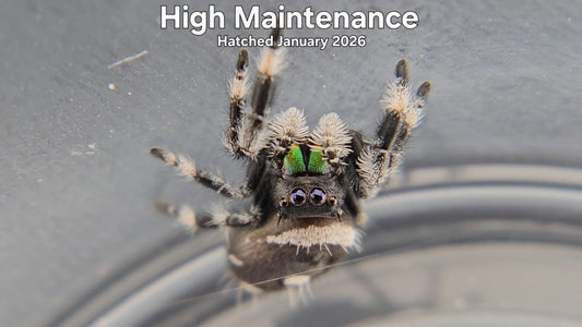 "High Maintenance" Male Regal Jumping Spider (Phidippus regius) - Hatched January 2026