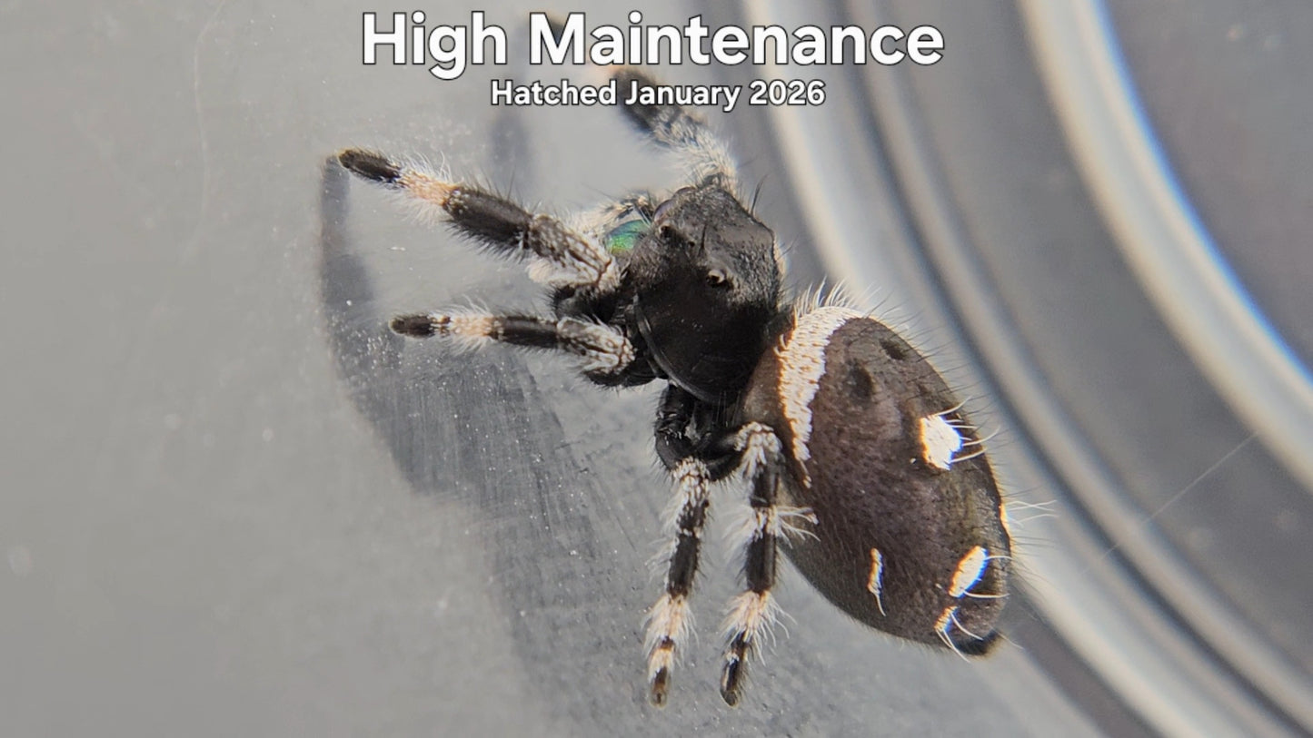 "High Maintenance" Male Regal Jumping Spider (Phidippus regius) - Hatched January 2026