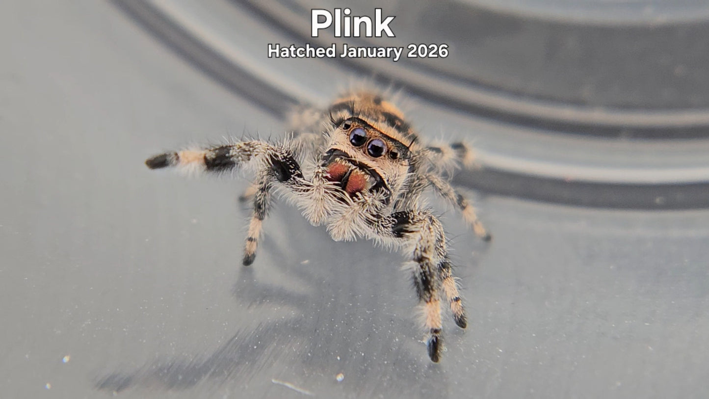 "Plink" Female Regal Jumping Spider (Phidippus regius) - Hatched January 2026