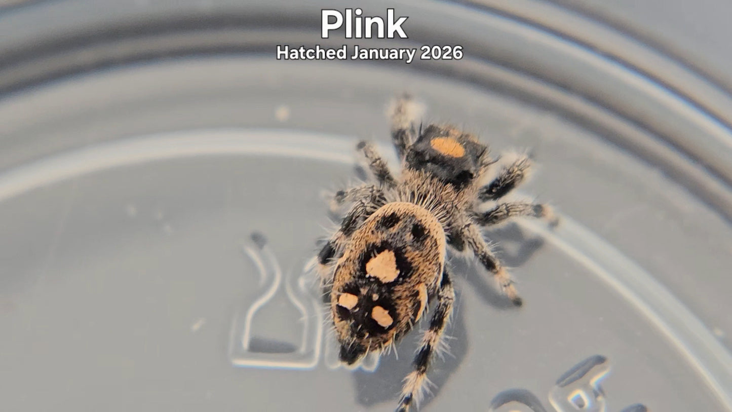 "Plink" Female Regal Jumping Spider (Phidippus regius) - Hatched January 2026