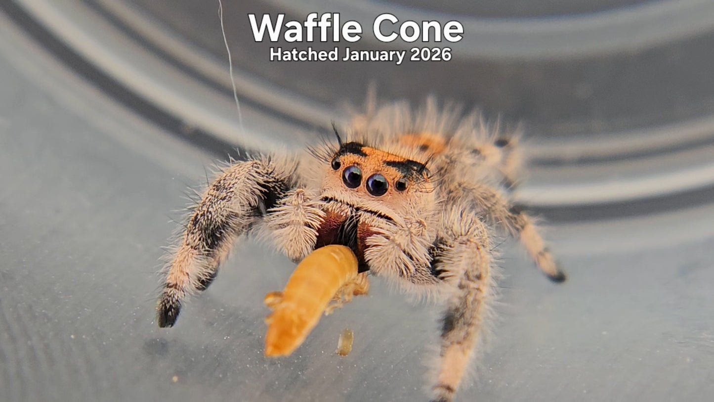 "Waffle Cone" Female Regal Jumping Spider (Phidippus regius) - Hatched January 2026