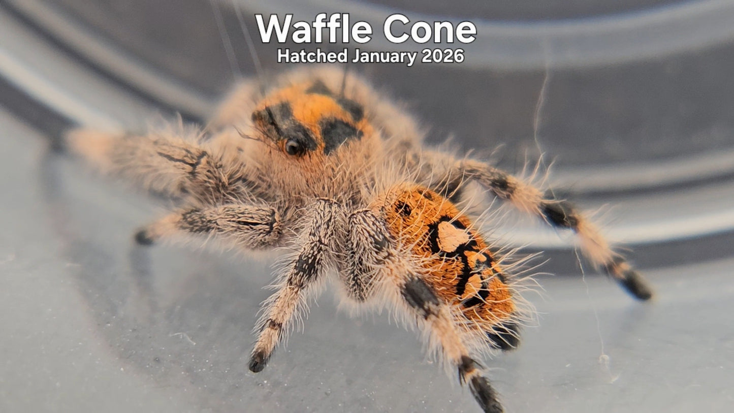 "Waffle Cone" Female Regal Jumping Spider (Phidippus regius) - Hatched January 2026