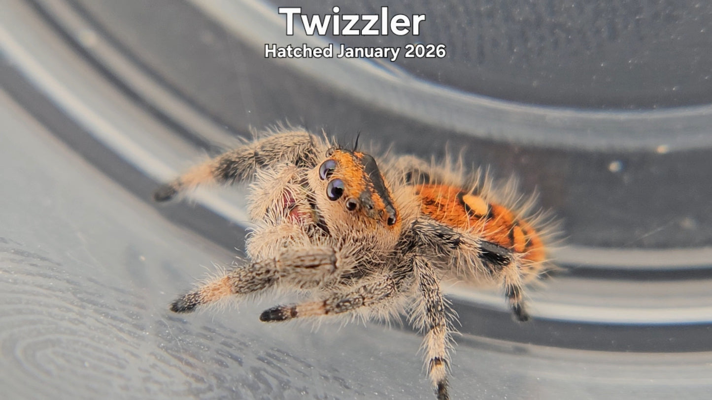 "Twizzler" Female Regal Jumping Spider (Phidippus regius) - Hatched January 2026