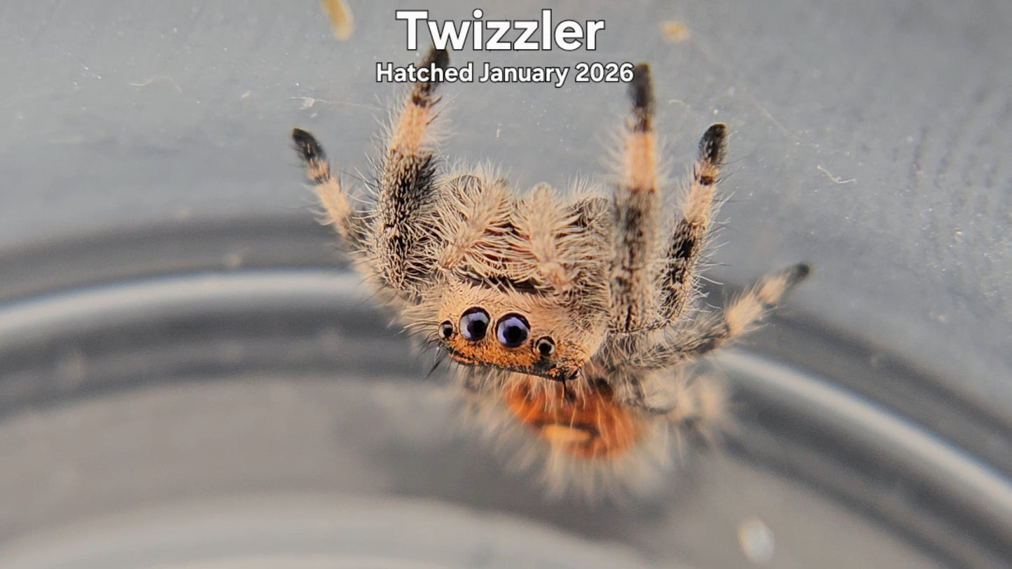"Twizzler" Female Regal Jumping Spider (Phidippus regius) - Hatched January 2026