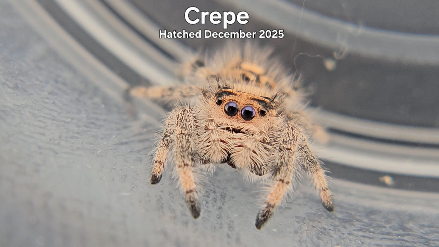 "Crepe" Female Regal Jumping Spider (Phidippus regius) - Hatched December 2025