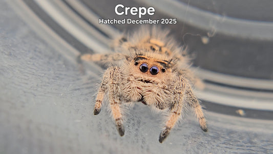 "Crepe" Female Regal Jumping Spider (Phidippus regius) - Hatched December 2025