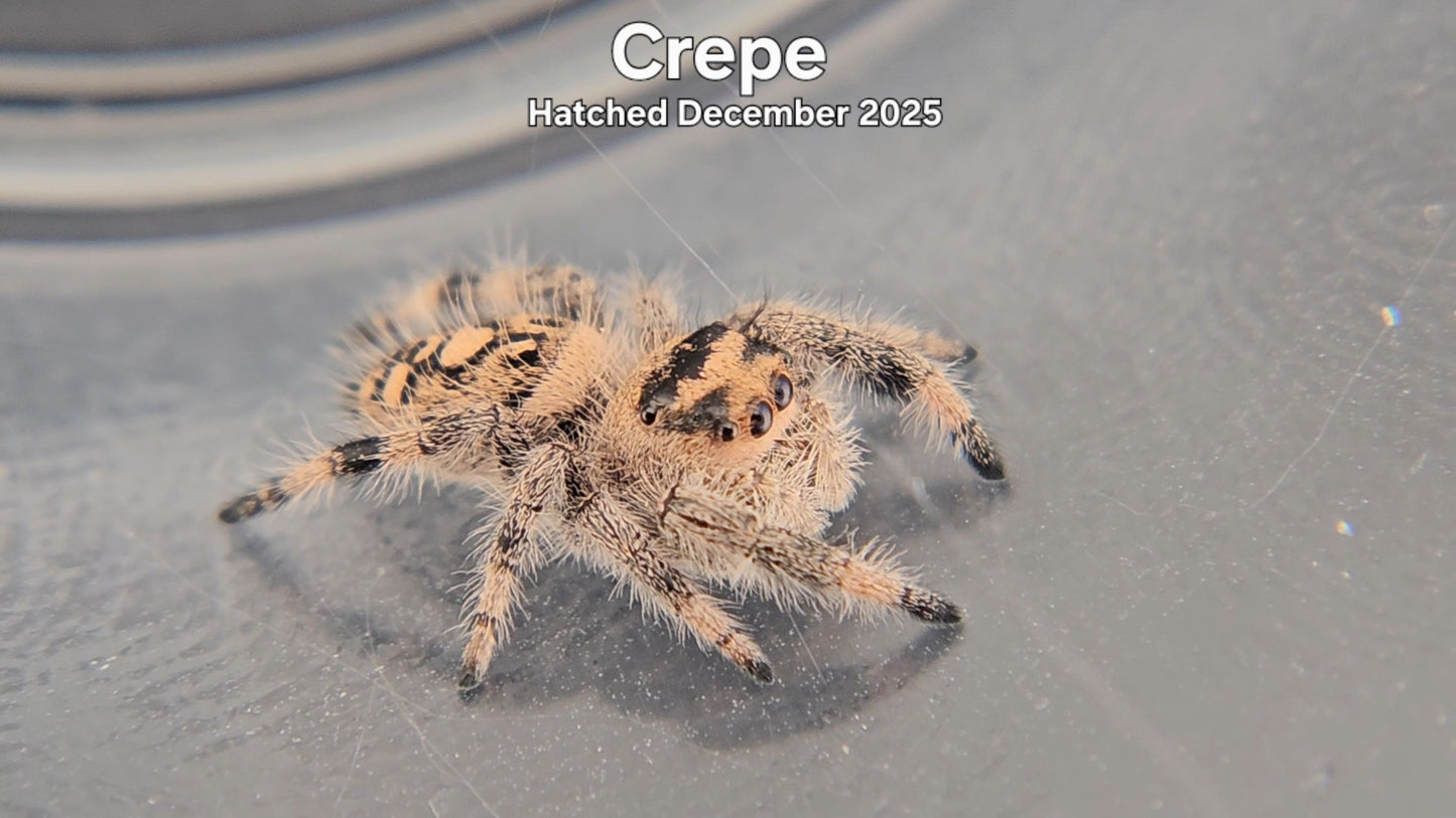 "Crepe" Female Regal Jumping Spider (Phidippus regius) - Hatched December 2025