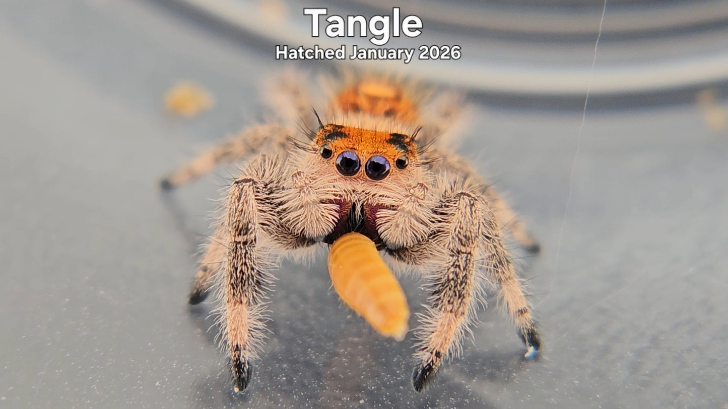 "Tangle" Female Regal Jumping Spider (Phidippus regius) - Hatched January 2026