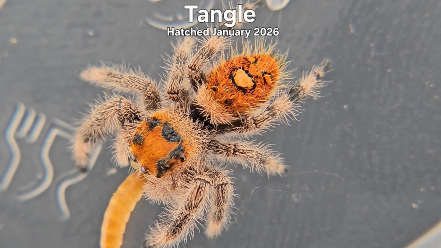 "Tangle" Female Regal Jumping Spider (Phidippus regius) - Hatched January 2026