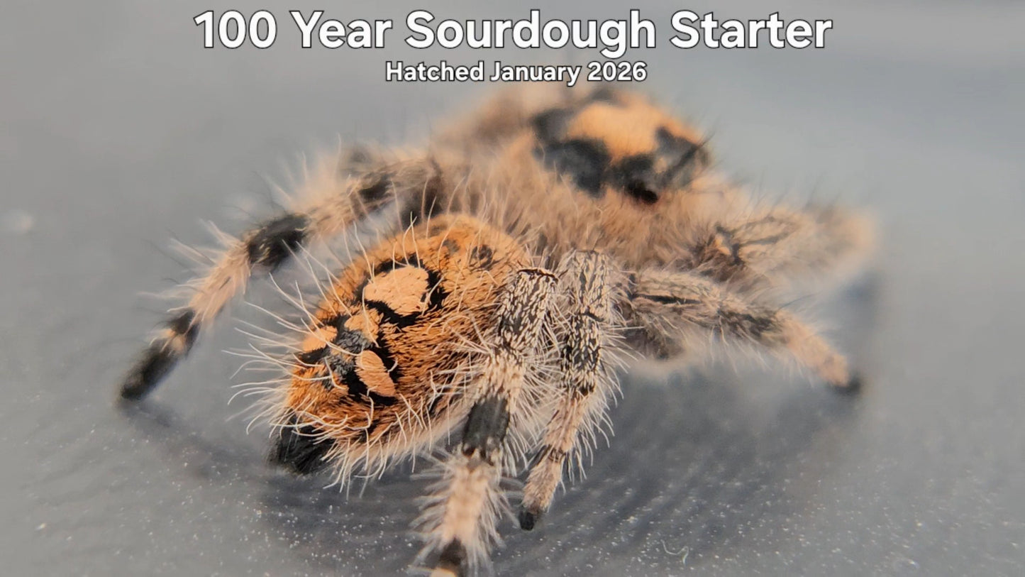 "100 Year Sourdough Starter" Female Regal Jumping Spider (Phidippus regius) - Hatched January 2026