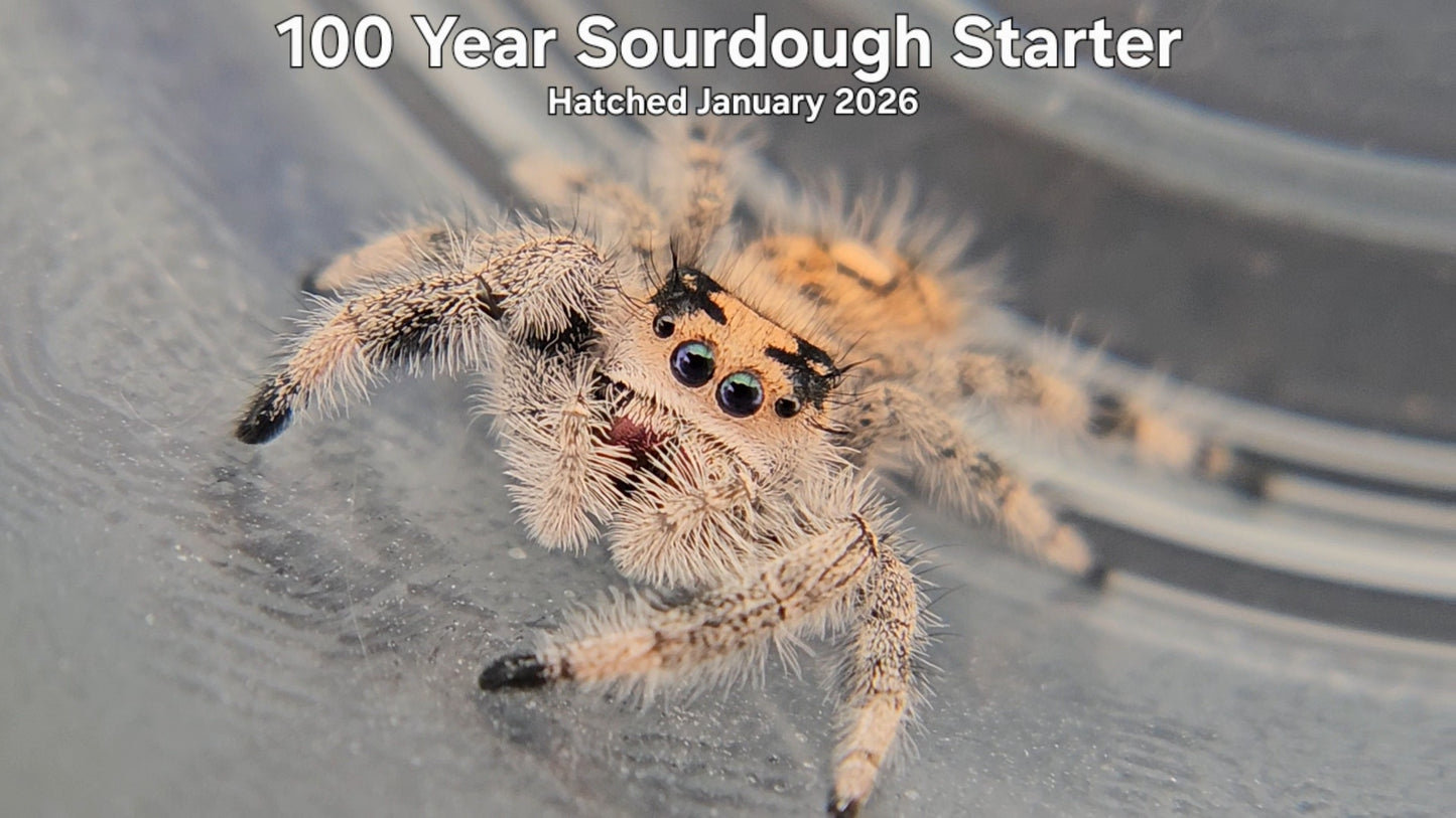 "100 Year Sourdough Starter" Female Regal Jumping Spider (Phidippus regius) - Hatched January 2026