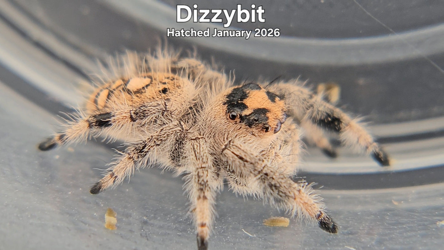 "Dizzybit" Female Regal Jumping Spider (Phidippus regius) - Hatched January 2026