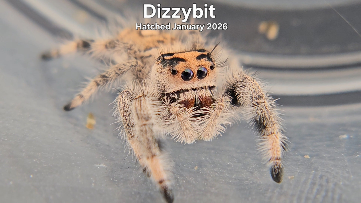 "Dizzybit" Female Regal Jumping Spider (Phidippus regius) - Hatched January 2026