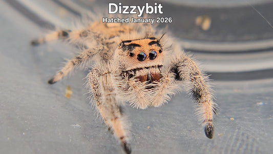 "Dizzybit" Female Regal Jumping Spider (Phidippus regius) - Hatched January 2026