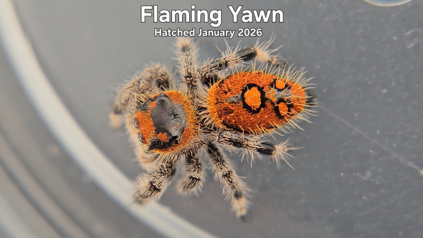 "Flaming Yawn" Female Regal Jumping Spider (Phidippus regius) - Hatched January 2026