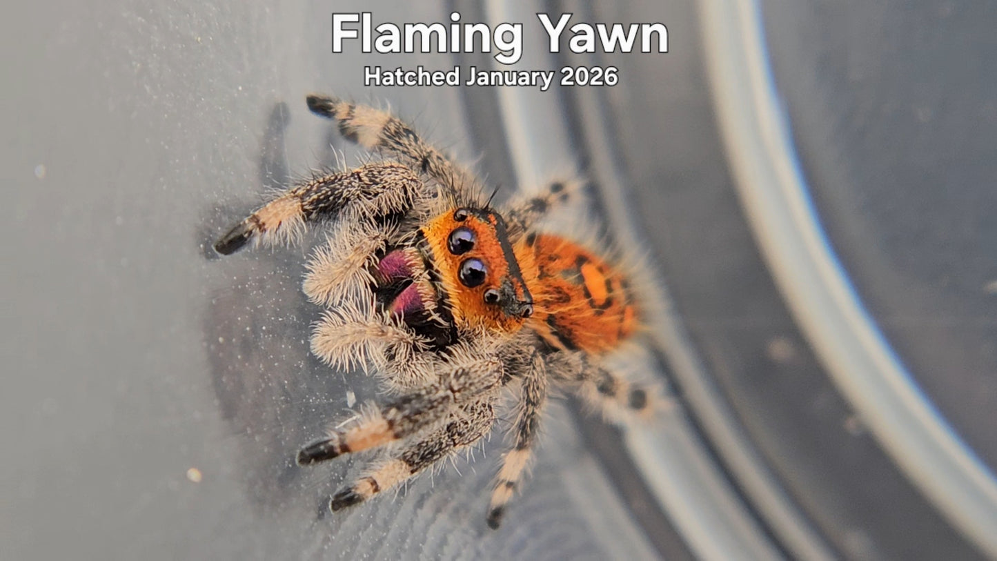 "Flaming Yawn" Female Regal Jumping Spider (Phidippus regius) - Hatched January 2026