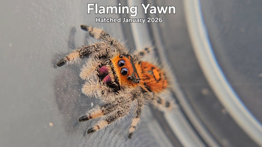 "Flaming Yawn" Female Regal Jumping Spider (Phidippus regius) - Hatched January 2026