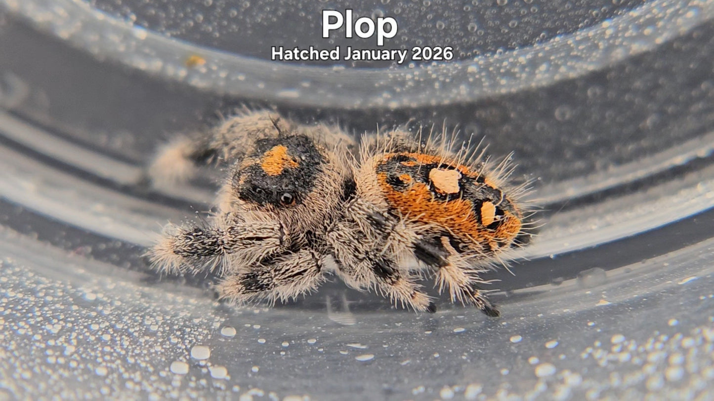 "Plop" Female Regal Jumping Spider (Phidippus regius) - Hatched January 2026