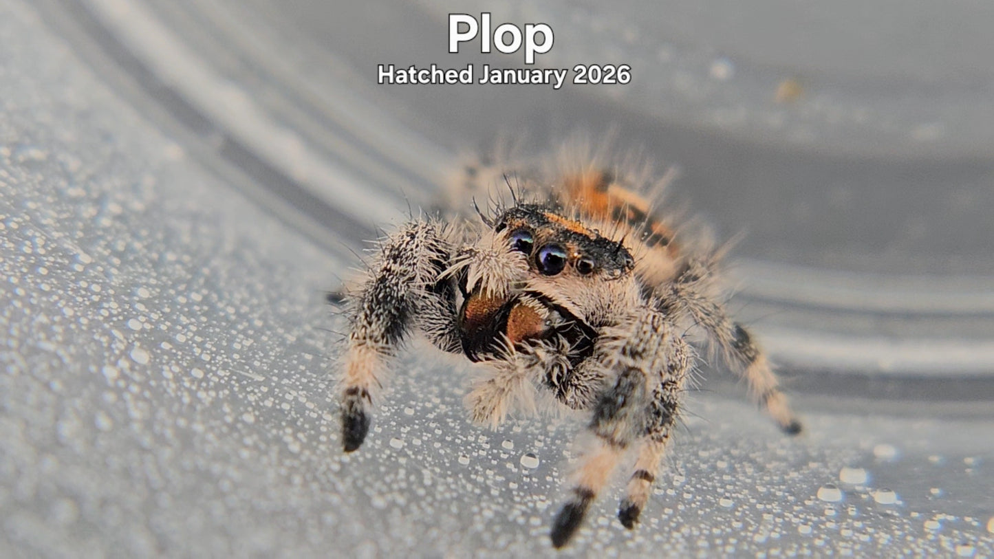 "Plop" Female Regal Jumping Spider (Phidippus regius) - Hatched January 2026