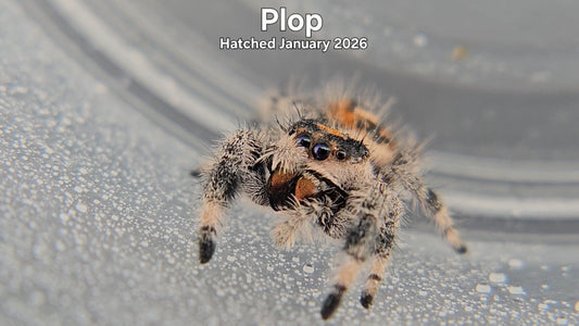 "Plop" Female Regal Jumping Spider (Phidippus regius) - Hatched January 2026