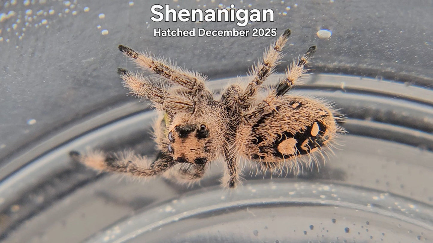 "Shenanigan" Female Regal Jumping Spider (Phidippus regius) - Hatched December 2025