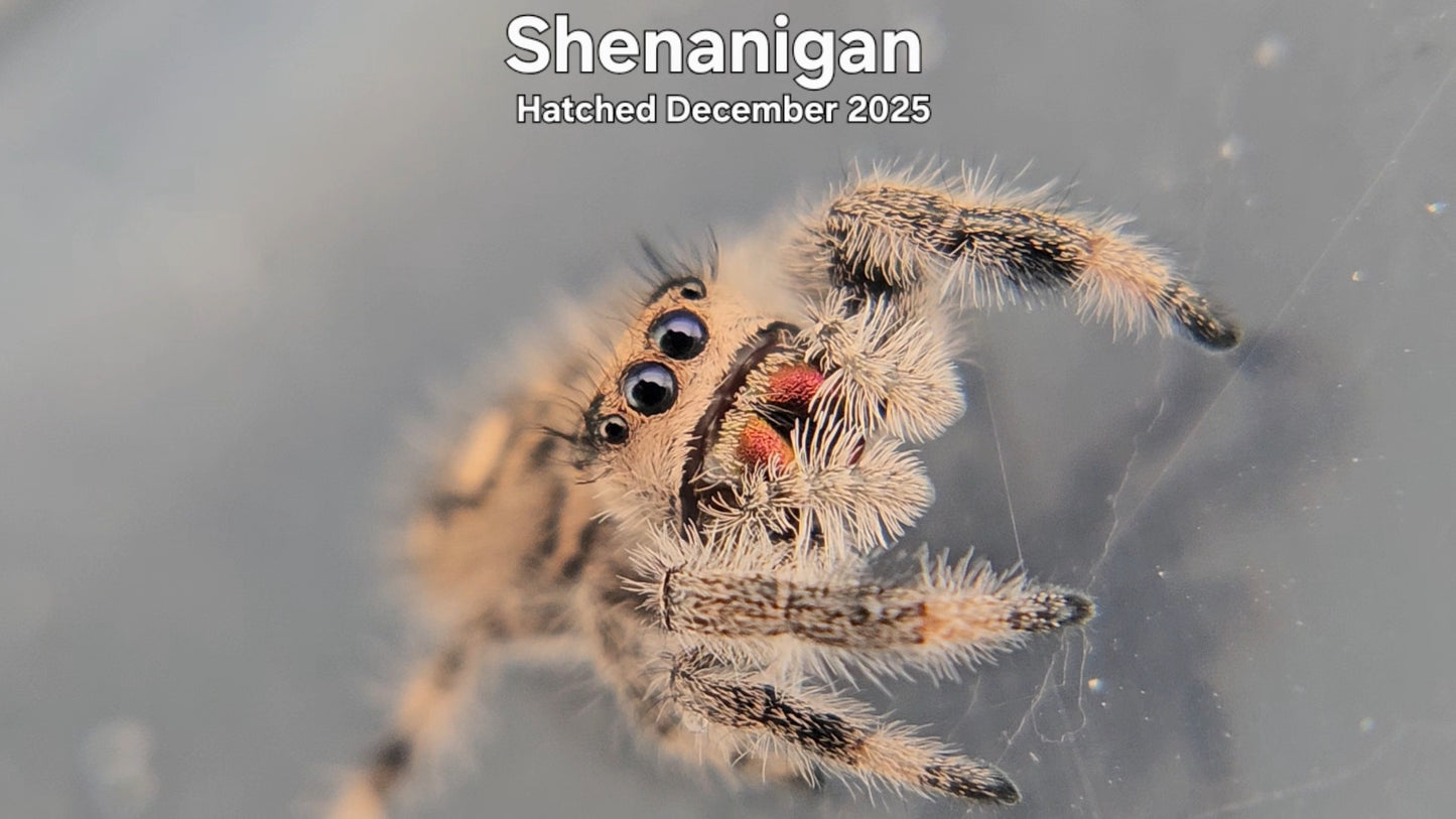 "Shenanigan" Female Regal Jumping Spider (Phidippus regius) - Hatched December 2025