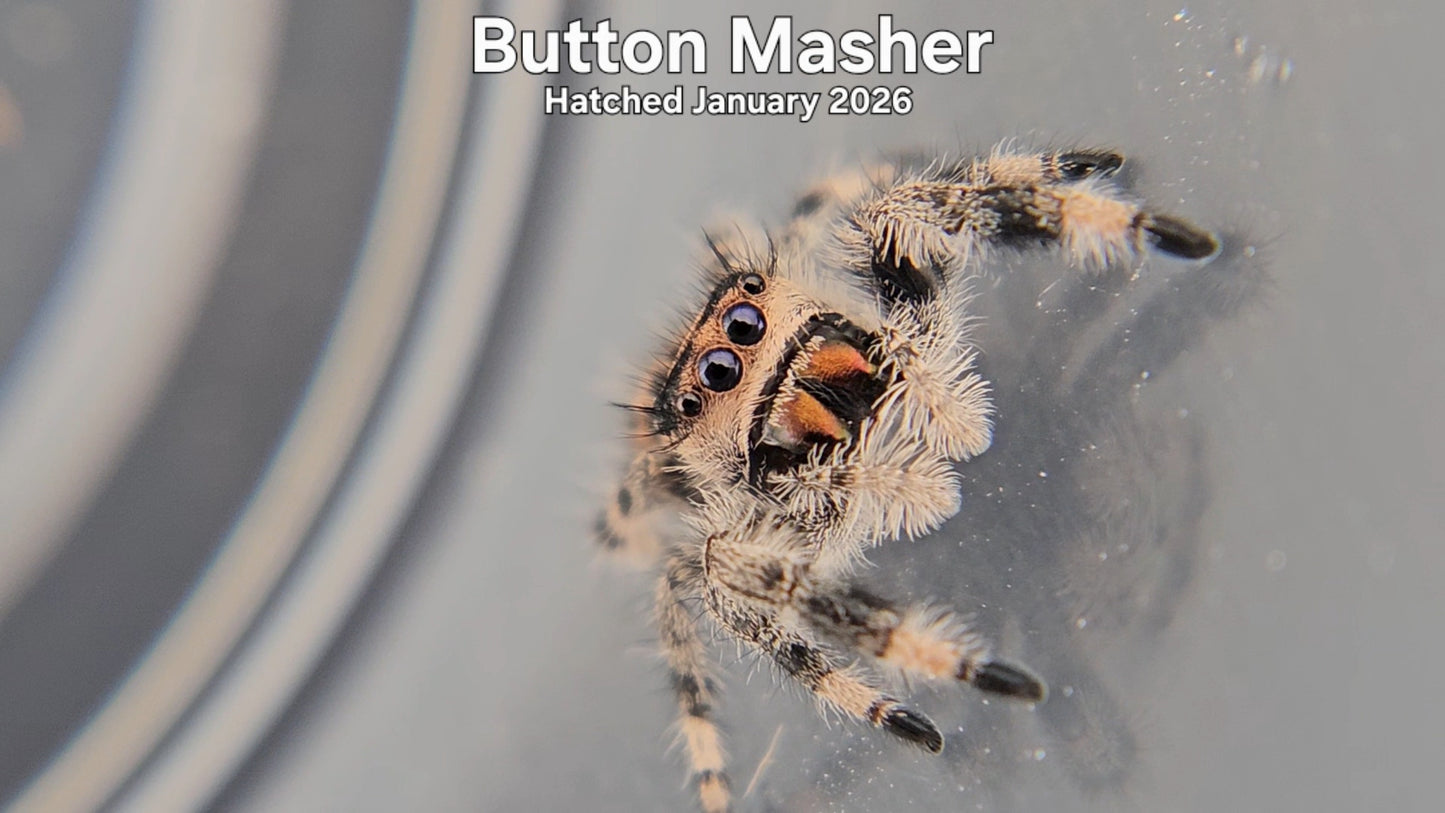 "Button Masher" Female Regal Jumping Spider (Phidippus regius) - Hatched January 2026