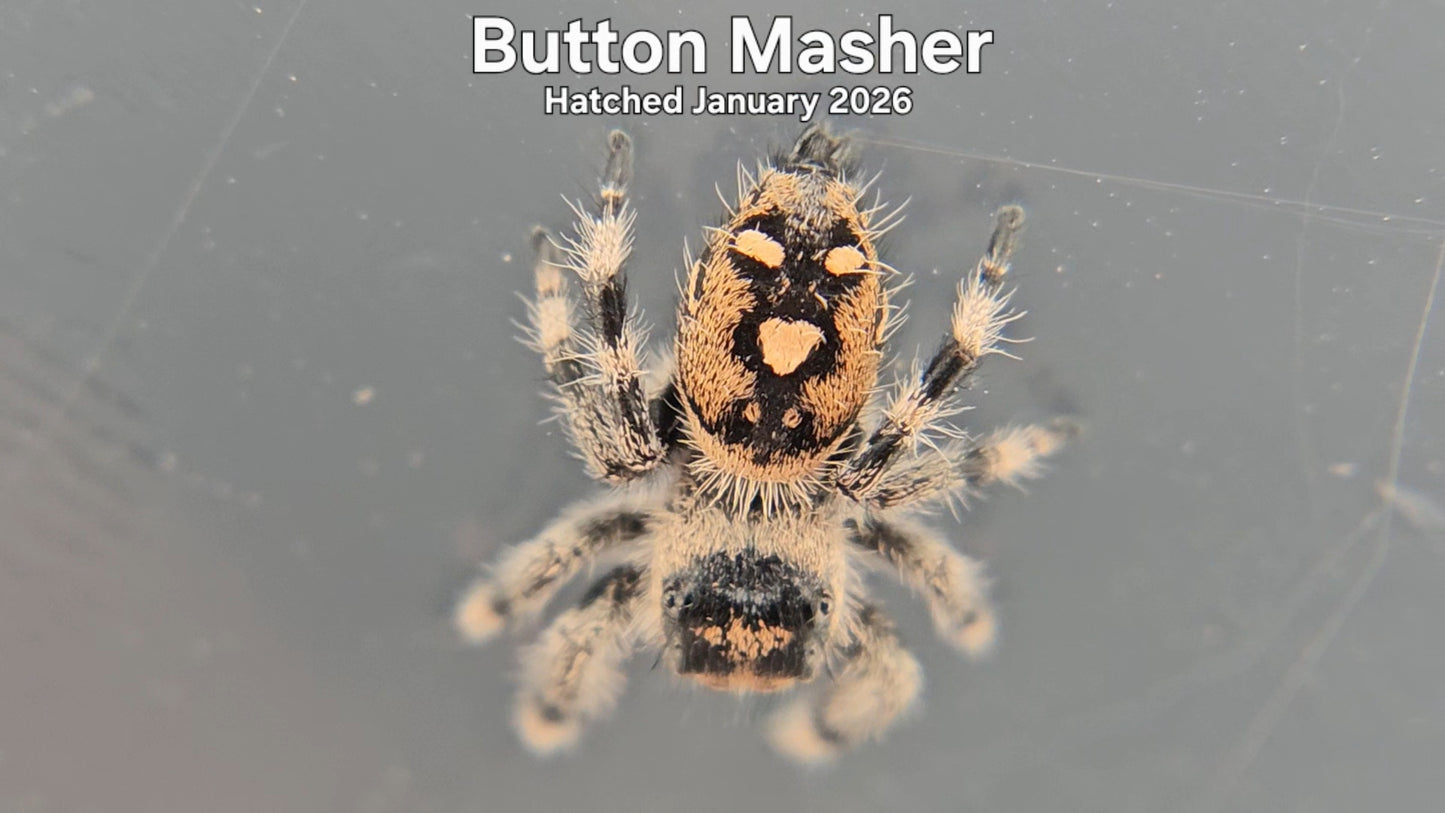 "Button Masher" Female Regal Jumping Spider (Phidippus regius) - Hatched January 2026