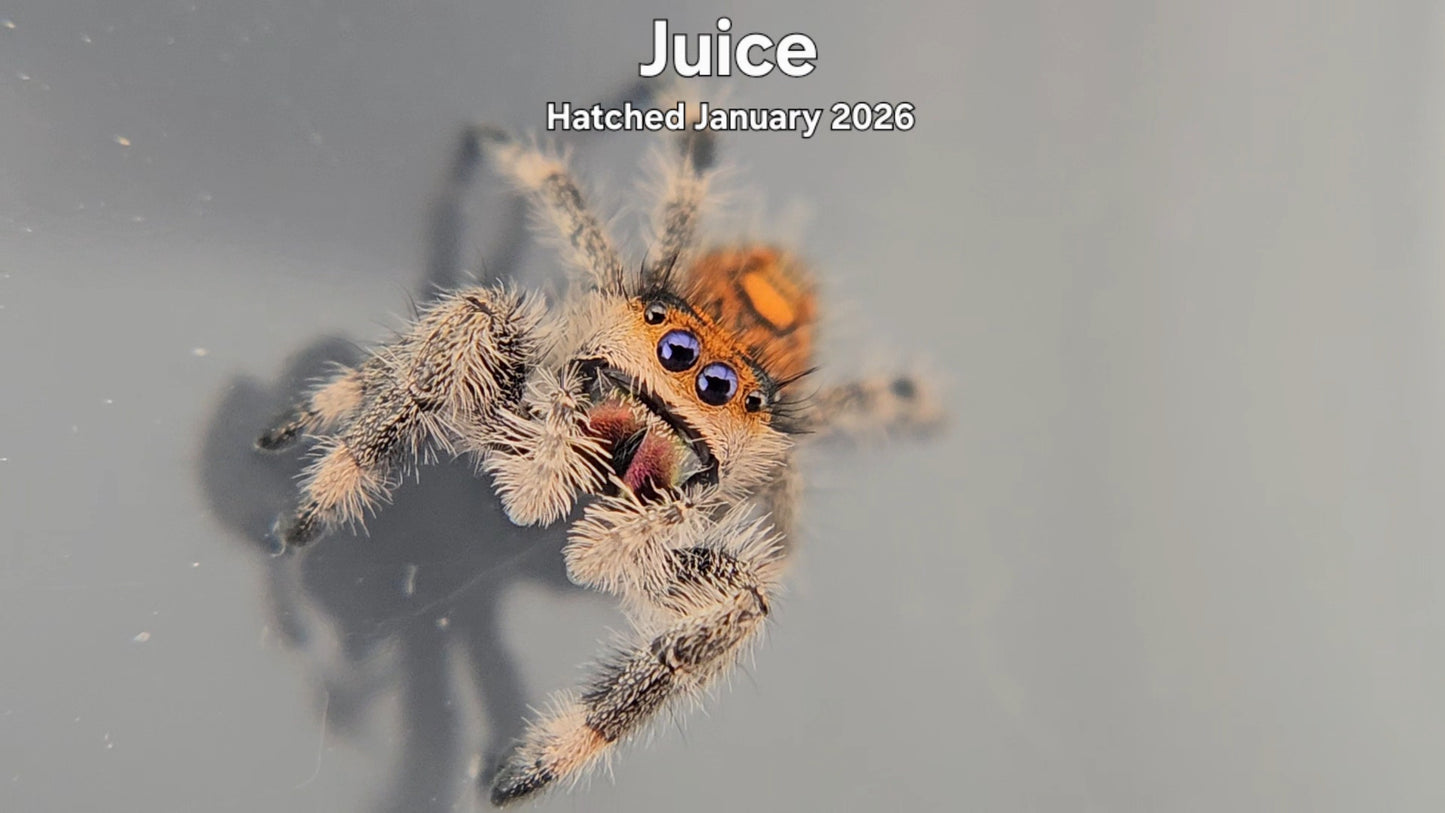 "Juice" Female Regal Jumping Spider (Phidippus regius) - Hatched January 2026
