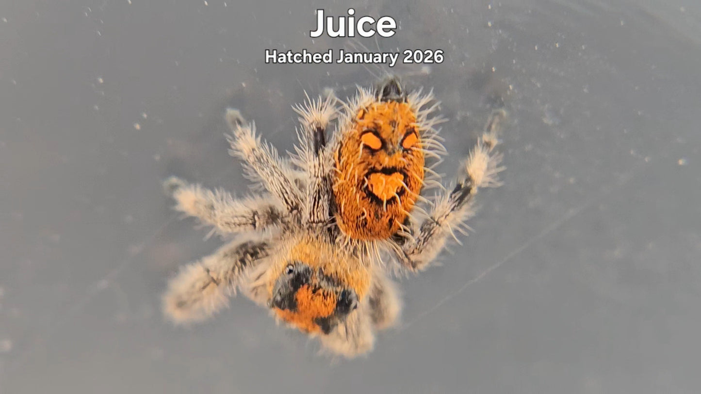 "Juice" Female Regal Jumping Spider (Phidippus regius) - Hatched January 2026