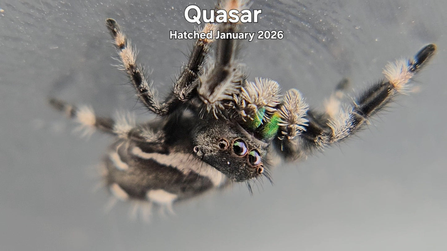 "Quasar" Male Regal Jumping Spider (Phidippus regius) - Hatched January 2026